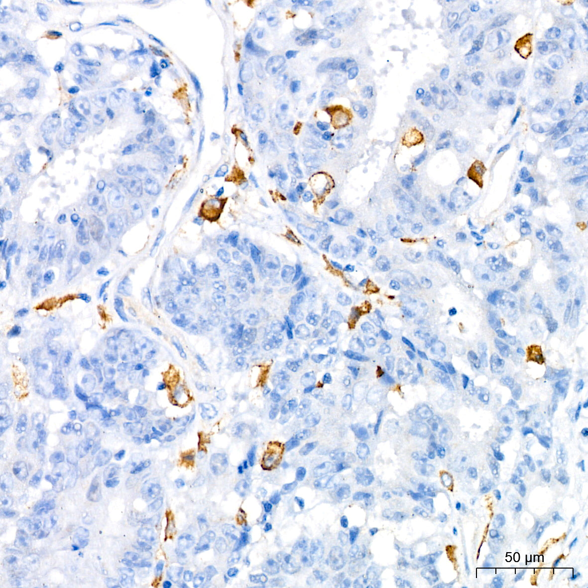 TNF-α Rabbit pAb