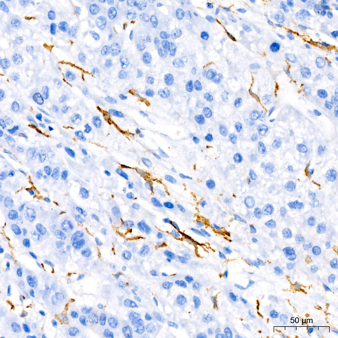 TNF-α Rabbit pAb