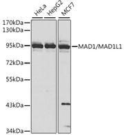 MAD1/MAD1L1 Rabbit pAb