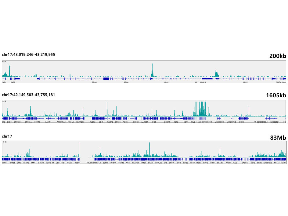 E2F6 Rabbit mAb