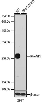 [KO Validated] RhoGDI Rabbit mAb