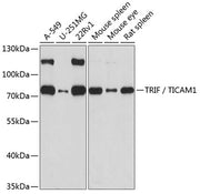 TRIF / TICAM1 Rabbit pAb