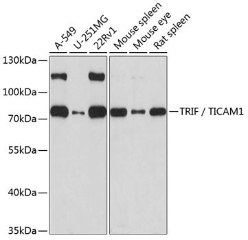TRIF / TICAM1 Rabbit pAb
