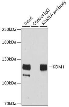 KDM1 Rabbit pAb