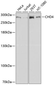 CHD4 Rabbit pAb