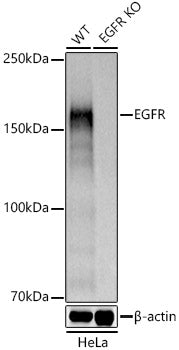 [KD Validated] EGFR Rabbit pAb
