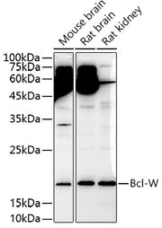 Bcl-W Rabbit pAb