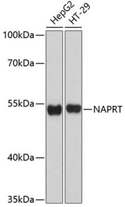 NAPRT Rabbit pAb