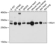 RSU1 Rabbit pAb