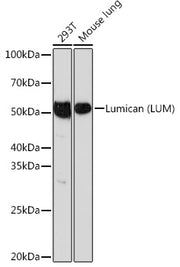 Lumican (LUM) Rabbit mAb