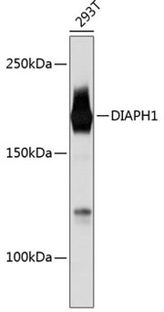DIAPH1 Rabbit mAb