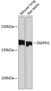 DIAPH1 Rabbit mAb