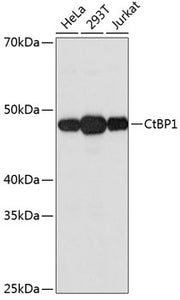 CtBP1 Rabbit mAb