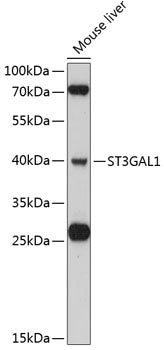 ST3GAL1 Rabbit pAb