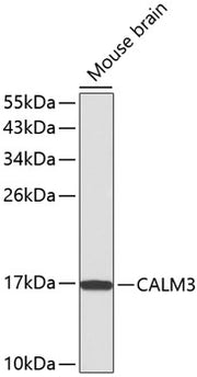 CALM3 Rabbit pAb