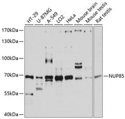 NUP85 Rabbit pAb