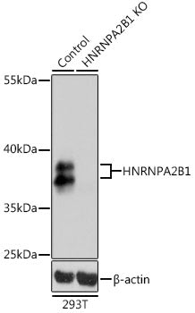 [KO Validated] HNRNPA2B1 Rabbit pAb