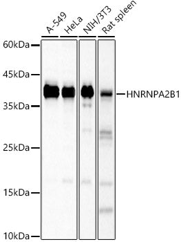 [KO Validated] HNRNPA2B1 Rabbit pAb