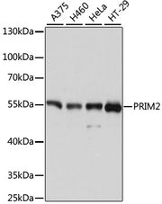 PRIM2 Rabbit pAb
