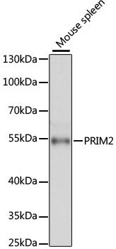 PRIM2 Rabbit pAb
