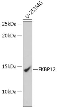 FKBP12 Rabbit mAb