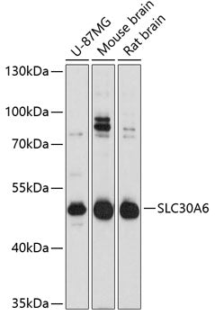 SLC30A6 Rabbit pAb
