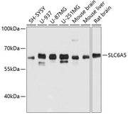 SLC6A5 Rabbit pAb