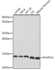 Profilin1 Rabbit pAb