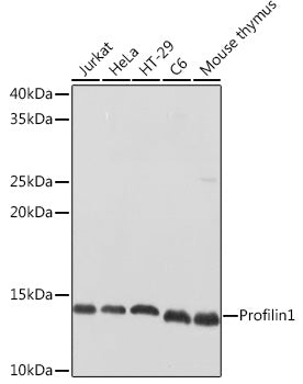 Profilin1 Rabbit pAb