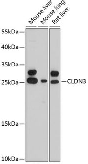 CLDN3 Rabbit pAb