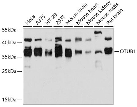 OTUB1 Rabbit pAb