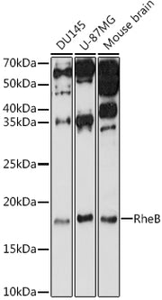 RheB Rabbit pAb