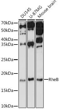 RheB Rabbit pAb