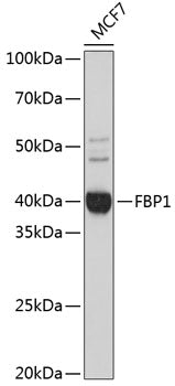 FBP1 Rabbit mAb