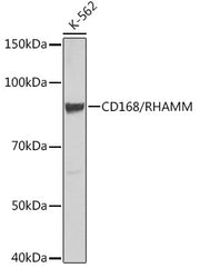 CD168/RHAMM Rabbit mAb