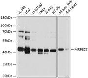 MRPS27 Rabbit pAb