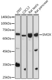 SMOX Rabbit pAb