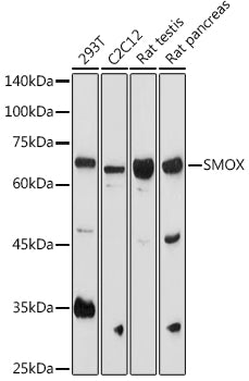 SMOX Rabbit pAb