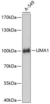 LIMA1 Rabbit pAb