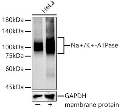 Na+/K+-ATPase Rabbit mAb