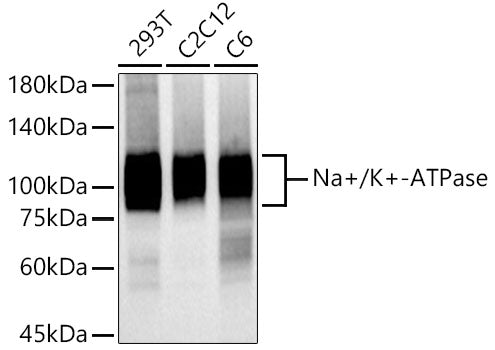 Na+/K+-ATPase Rabbit mAb