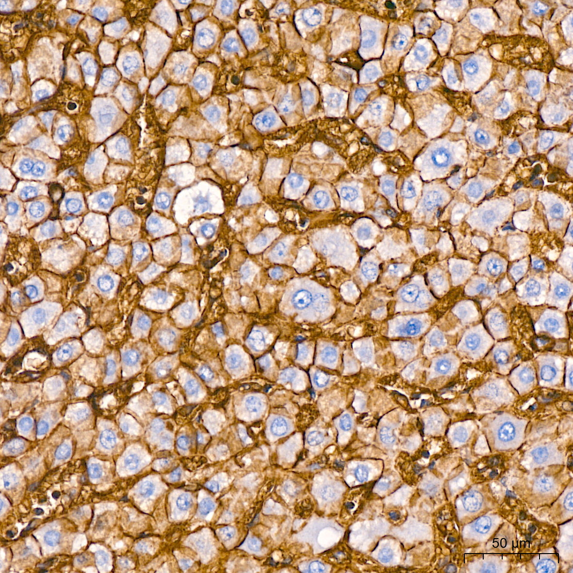 Na+/K+-ATPase Rabbit mAb