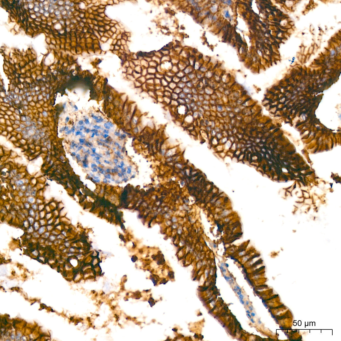 Na+/K+-ATPase Rabbit mAb