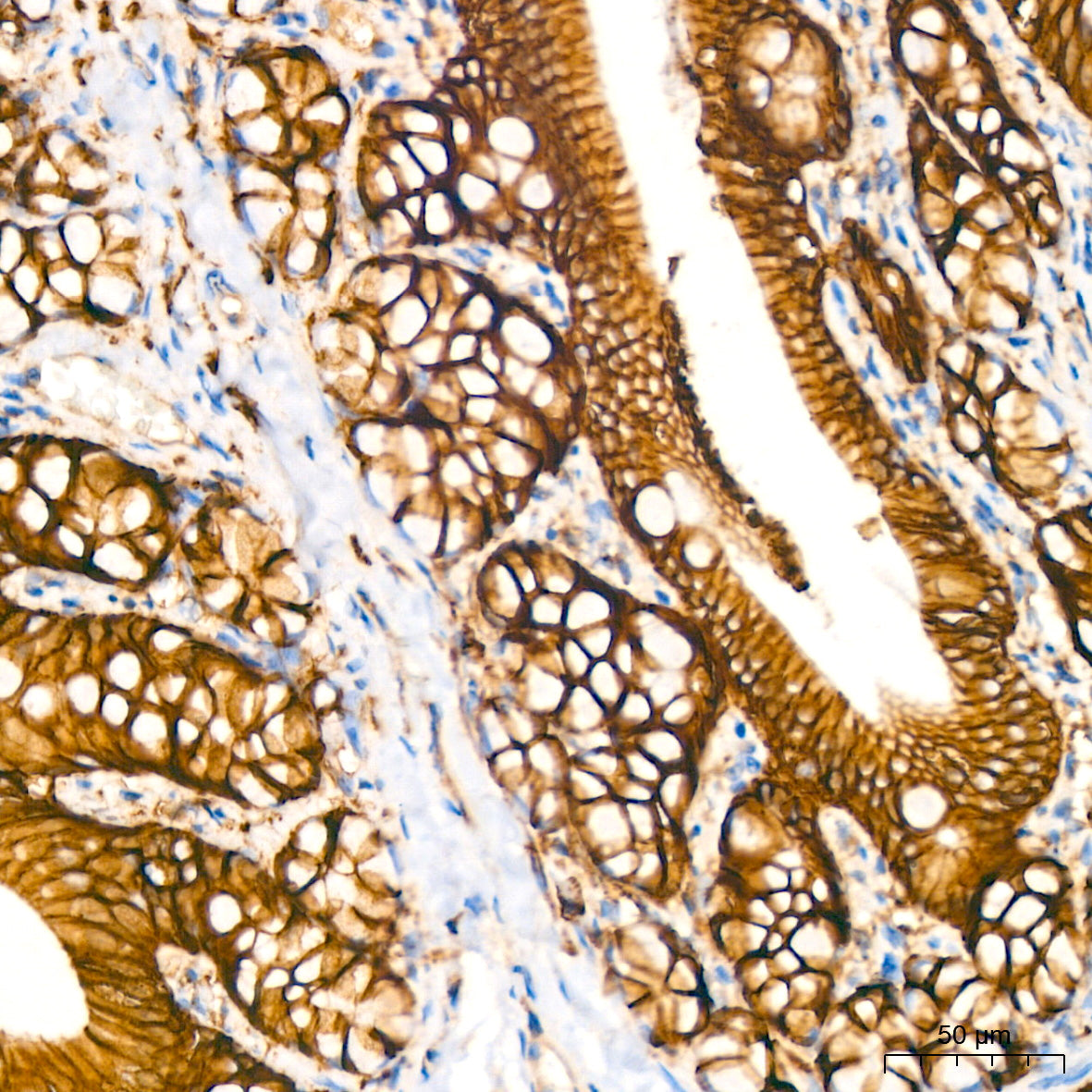 Na+/K+-ATPase Rabbit mAb