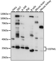 OSTM1 Rabbit pAb