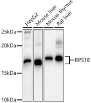 RPS18 Rabbit pAb