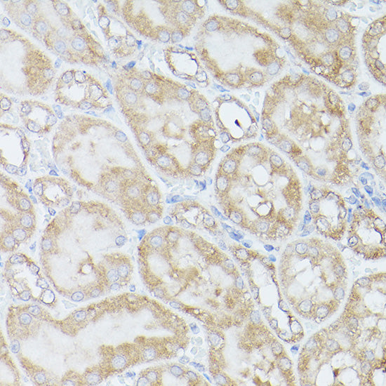 RPS18 Rabbit pAb