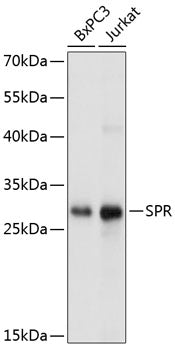 SPR Rabbit pAb