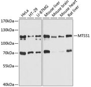 MTSS1 Rabbit pAb