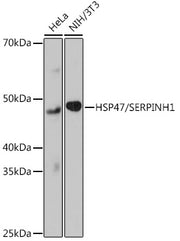 HSP47/SERPINH1 Rabbit mAb